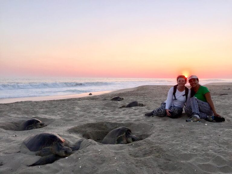 multiple green turtles nesting at sandy point st croix sea turtle project 768x576