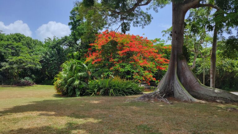 sgvbg flamboyant fb 768x432