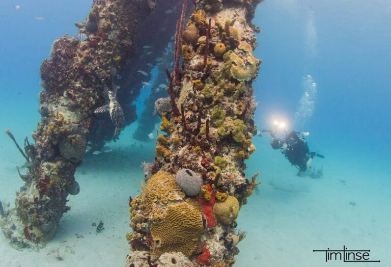 sweet bottom dive turtle at pier dolphins tim linse 768x524