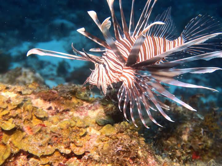 Blue Salt Divers FB Photo 02