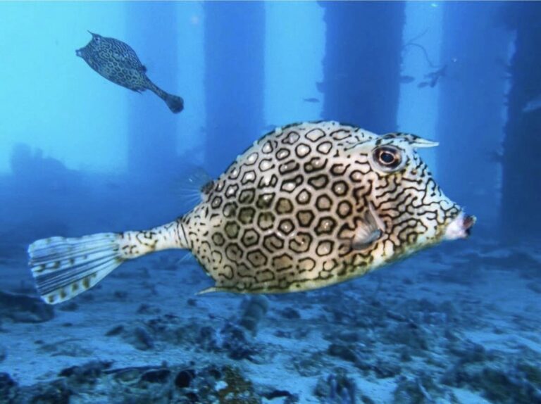 Blue Salt Divers FB Photo 03 768x574