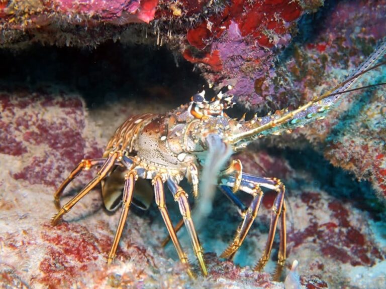 Blue Salt Divers FB Photo 05 768x576