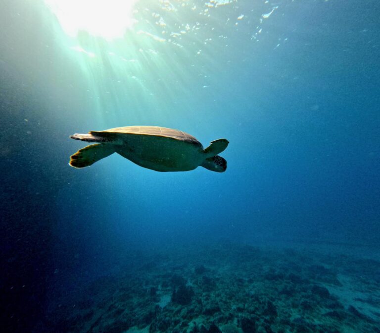 Blue Salt Divers PC Lisa Bosca Photo 01 1 768x672