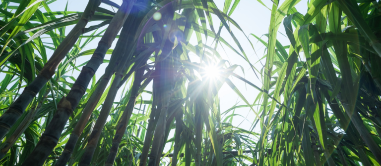 Gallery Prosperity Farm Sugercane 768x336