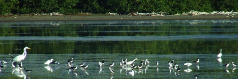 Hero 1920x640 Southgate Coastal birds 768x256