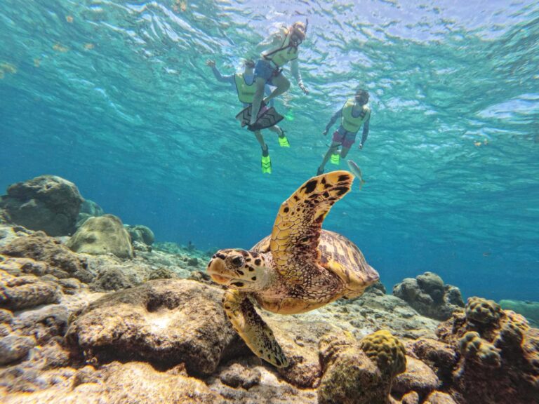 caribbean sea adventures snorkelers with turtle fb 768x576