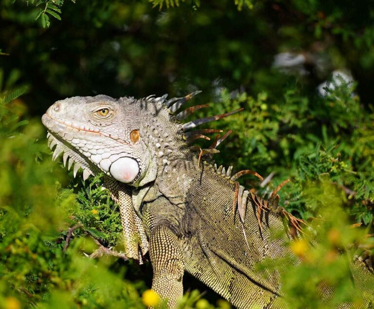 down south charters iguana resides 768x635