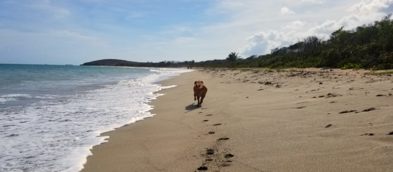 edit beaches ha penny archie 768x336