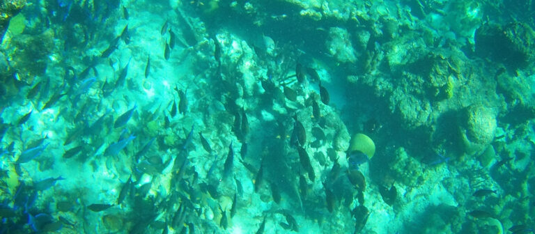edit buck island tangs 768x336