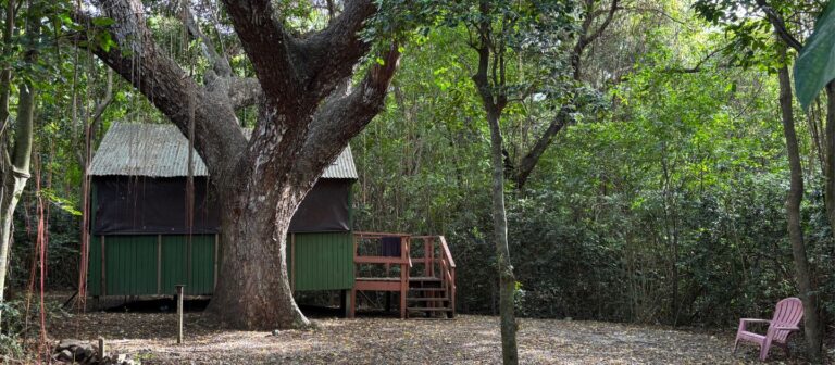 feat Nest At Cane Bay 1 Copy 768x336