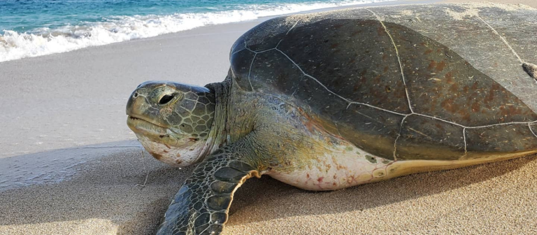 feat st croix sea turtle project green sea turtle 768x336