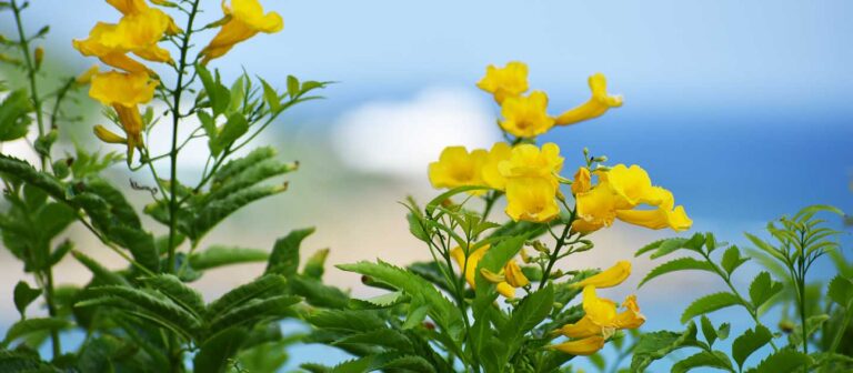 g feat ginger thomas flowers 768x336