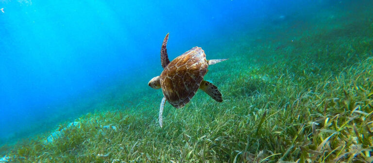 gallery down south charters sea turtle 768x336