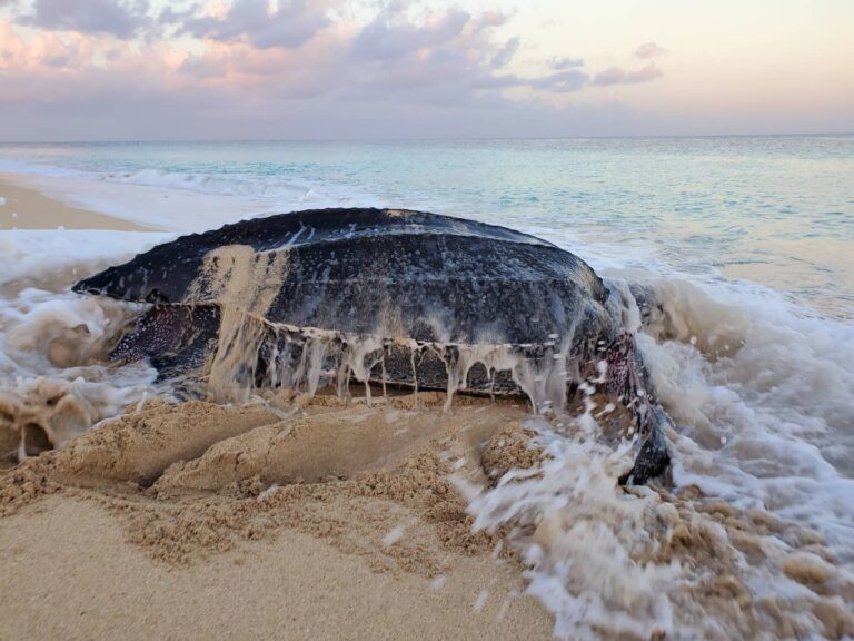 st croix sea turtle project leatherback sea turtle leaving sandy point fb 768x576