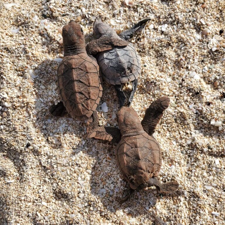 st croix sea turtle project sea turtle hatchlings leaving sandy point fb 768x768