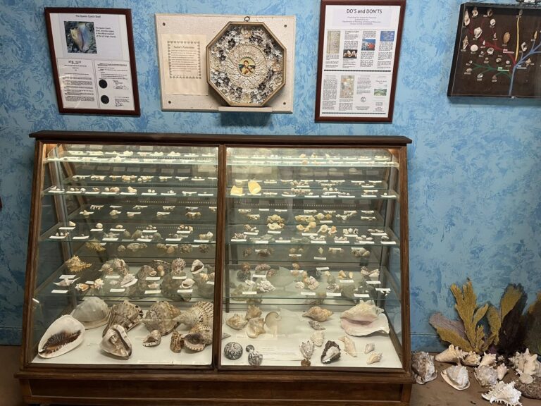 st croix seashell society museum display case fb 1 768x576