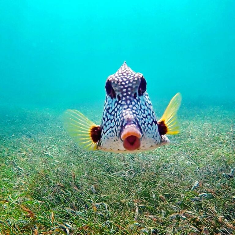 trunk fish cbig beards 768x768