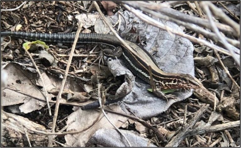 usfws st croix ground lizard 768x472