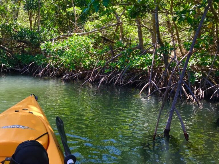 virgin kayak mangroves fb 768x576