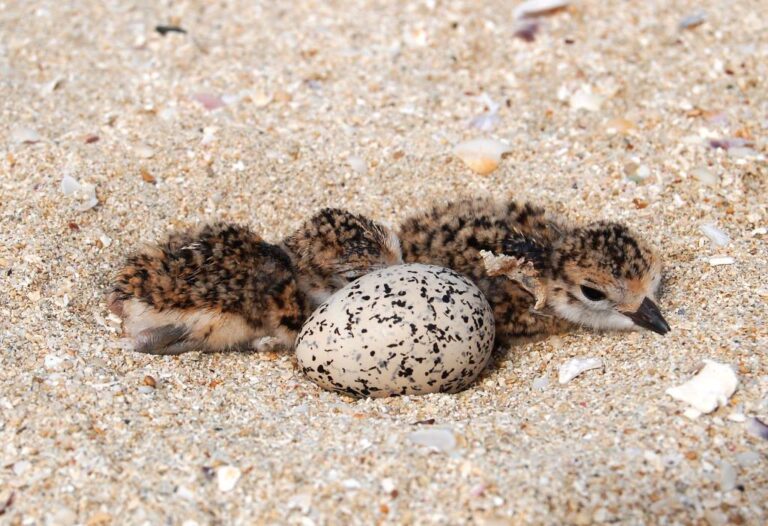 wordless wednesday wilsons plover hatchlings at sandy point fb 768x526